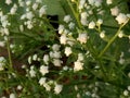 Parthenium Hysterophorus & x28;Parthenium Weed& x29;